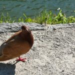 V pripravi na večne zaobljube: UBOŠTVO